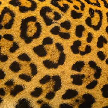 Close up leopard spot pattern texture background