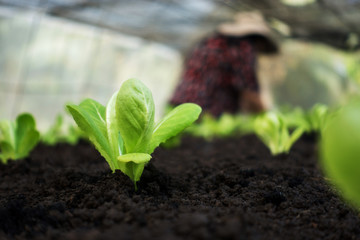 Selective focus of Vegetable sapling over the soil in the greenhouse