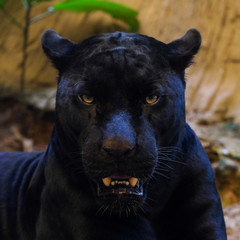 black panther shot close up