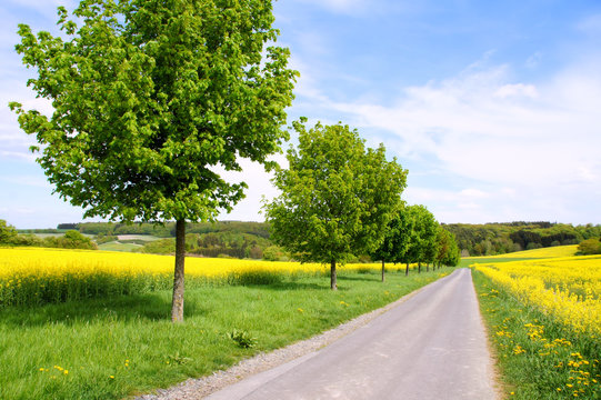 Frühlingslandschaft mit Linden, Rapsfeld und Feldwirtschaftsweg
