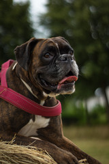 Fototapeta premium Boxer Portrait Heuballen
