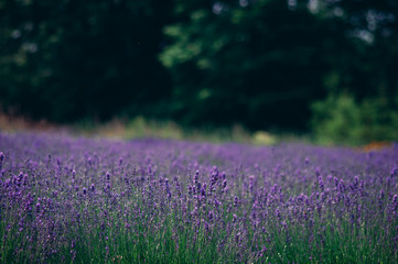 Fresh purple lavender 