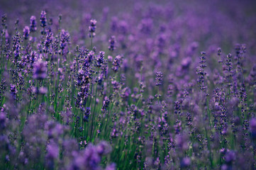 Fresh purple lavender 