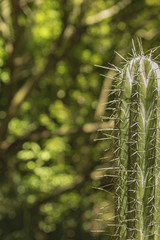 prickly cactus closeup. Thorny plants are great for closeups and detail pics