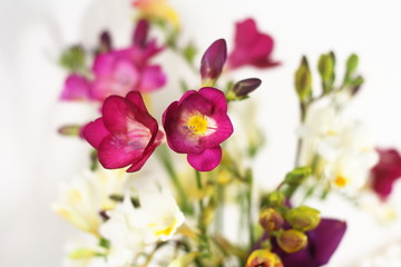 Obraz na płótnie Canvas Purple freesia flowers
