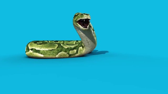 Boa Snake Attacks Blue Screen Front 3D Rendering Animation Vfx