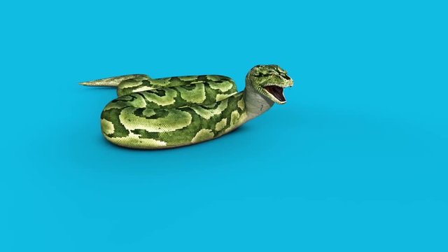 Boa Snake Attacks Blue Screen 3D Rendering Animation