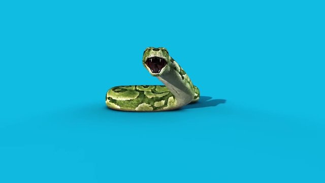 Boa Snake Attacks Blue Screen Front 3D Rendering Animation