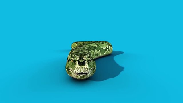 Boa Snake Slithers Blue Screen Front 3D Rendering Animation