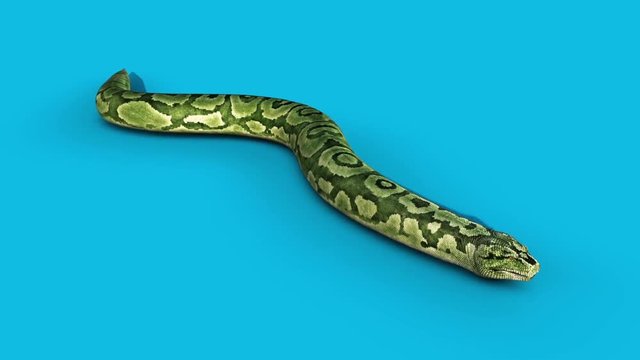 Boa Snake Slithers Blue Screen 3D Rendering Animation