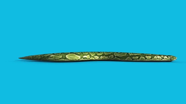 Boa Snake Slithers Blue Screen Side 3D Rendering Animation Vfx