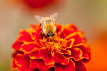 Bee on top of a marigold flower looking at the lens