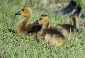 Baby Geese