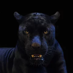 Küchenrückwand glas motiv schwarzer Panther geschossen nah oben mit schwarzem Hintergrund © subinpumsom