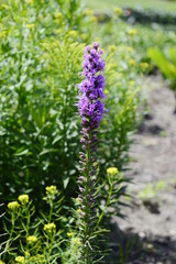 Liatris spicata with purple flowers gathered in long, impressive inflorescences