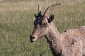 Big Horn Ewe Portrait