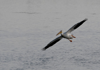 American White Pelican comings in for a water Landing