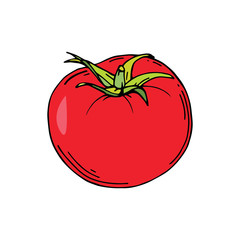 Organic tomato vegetable natural food. Vector illustration. Hand drawn