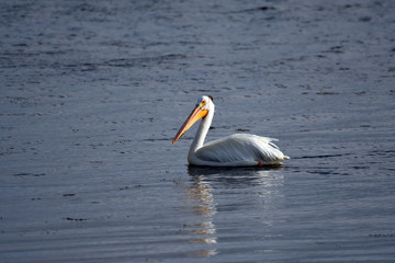 American White Pelican swimming along