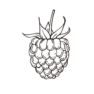 Hand drawn raspberries icon. Vector illustration