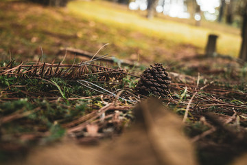 Natureza