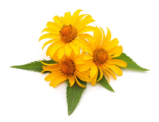 Bouquet of yellow chamomile.