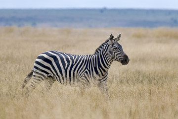 Fototapeta na wymiar Kenia-Amboseli-4448