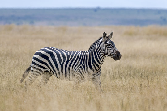 Kenia-Amboseli-4448