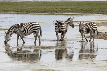 Fototapeta na wymiar Kenia-Amboseli-Zebra-4487