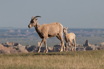 Big Horn Ewe and Lamb