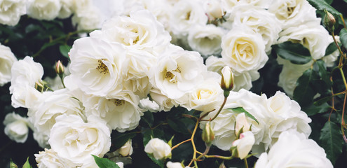 Fototapeta premium białe krzaczaste, plecione róże w ogrodzie na tle kamiennego starego domu zbliżenie w słoneczny letni dzień, pąki delikatnych kwiatów na pocztówki, kolorowy rozkwit w ogrodzie, piękny kwiat na ulicy