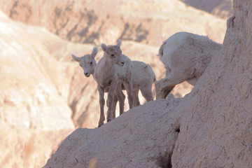 Big Horn Lambs