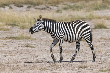 Kenia-Amboseli-Zebra-4937