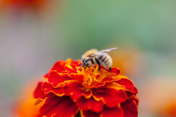 Bee on marigold flower with smooth out of focus background