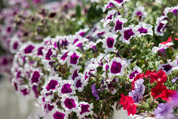 Obraz premium Bed of multi-colored petunias