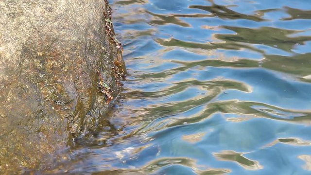 painted stone crabs on rock at the beach, grapsus albiliniatus, high definition, Full HD, 1920x1080