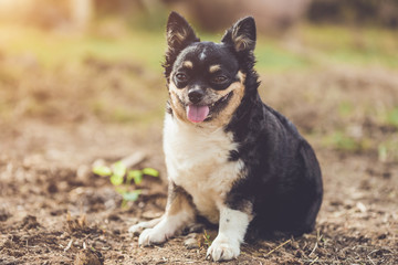 Headshot of cute Chihuahua dog on blur background