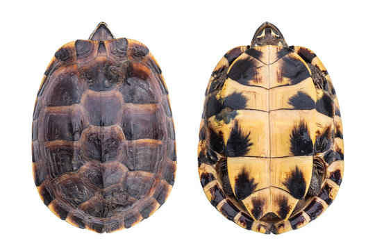 48,800+ Turtle Shell Stock Photos, Pictures & Royalty-Free Images