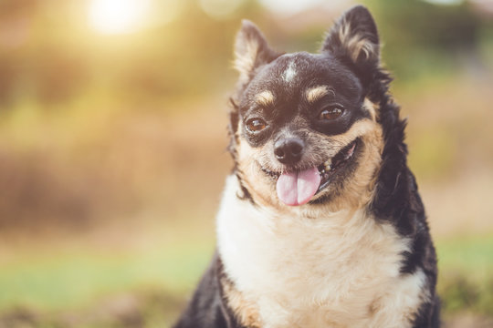 Headshot of cute Chihuahua dog on blur background