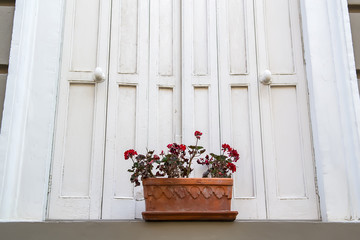 Obraz premium Pot of red blooming geranium on a window. Selective focus