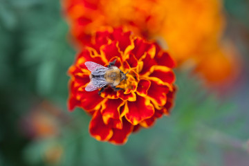 Bee on flower seen from above with focus on wings