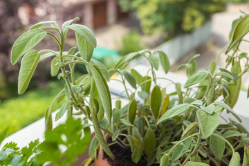 Organic heirloom evergreen sage plant with greyish leaves growing in a pot on a summer day.
