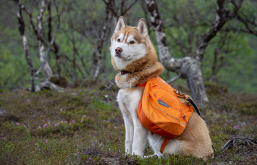 Siberian husky hiking