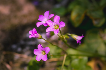 Fresh pink flower which can make my day great