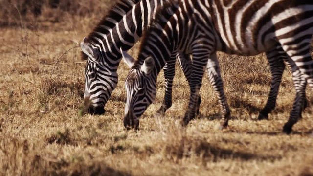 Zebra in the wild Africa Mombasa  (RedTech) (Slowmo)