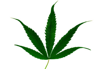 Beautiful green marijuana leaf isolated on white background