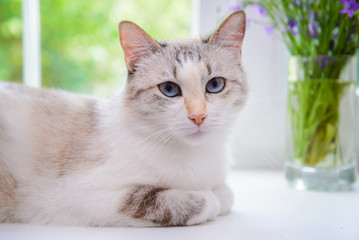 White cat on the windowsill