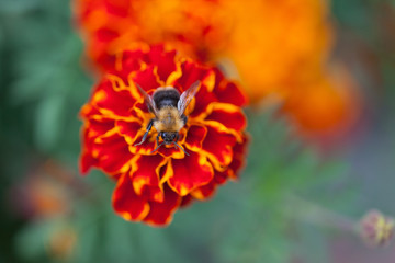 Bee on marigold flower seen from above