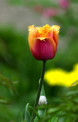 Velvet tulip in our garden.
