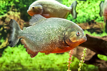 large fish piranhas in the aquarium as a danger in nature